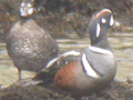 Harlequin Duck